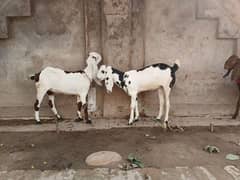 2 beautifull goat females