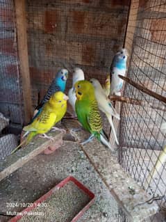 Australian parrot breeding pair for sale