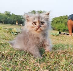 Persian Fluffy Kitten for Sale – Ultimate Cuteness & Companionship