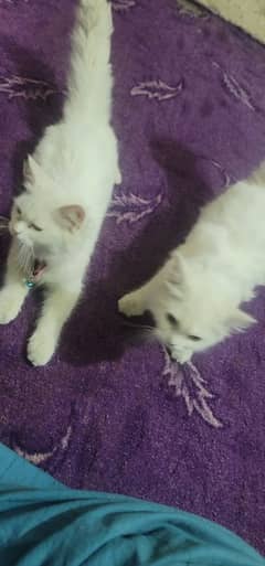 Persion Cat | Persion Pair | persion Double coat | cat for sale