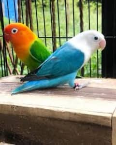 all type lovebirds available