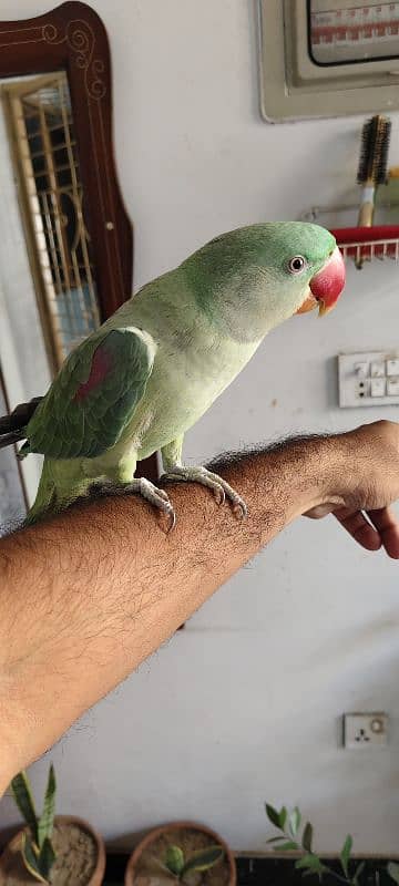 Raw parrot hand tamed 4