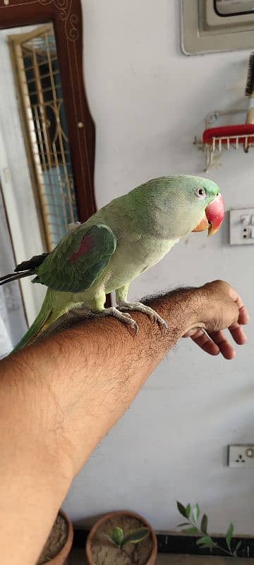 Raw parrot hand tamed 5