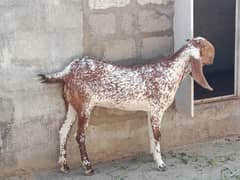 pure makhi cheeni female in points