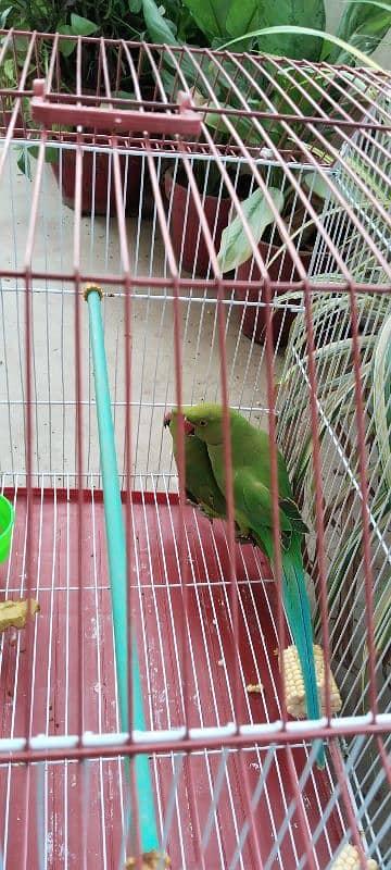 Beautiful Pair of Parrots with Cage for Sale CallWhatapps 0311-8282921 1