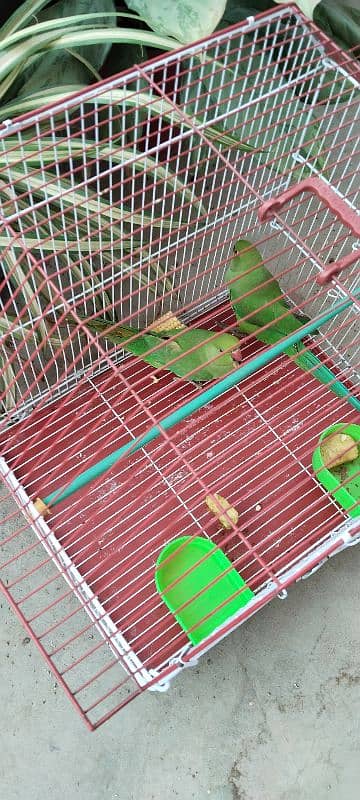 Beautiful Pair of Parrots with Cage for Sale CallWhatapps 0311-8282921 2