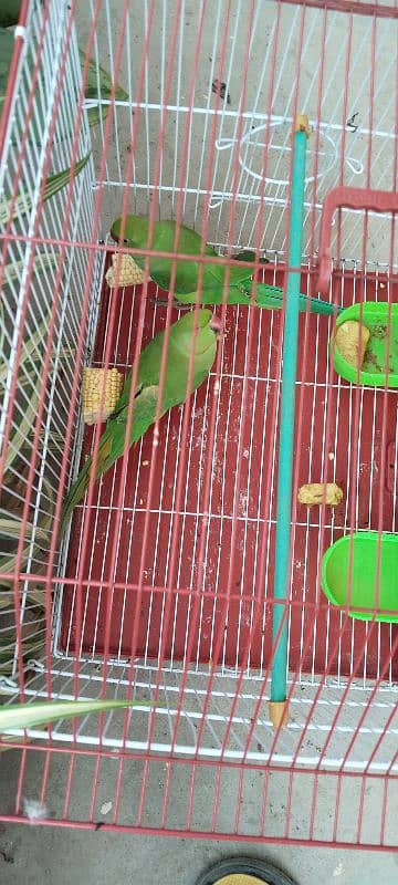 Beautiful Pair of Parrots with Cage for Sale CallWhatapps 0311-8282921 3