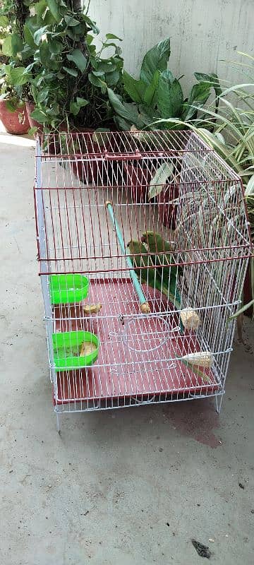 Beautiful Pair of Parrots with Cage for Sale CallWhatapps 0311-8282921 4