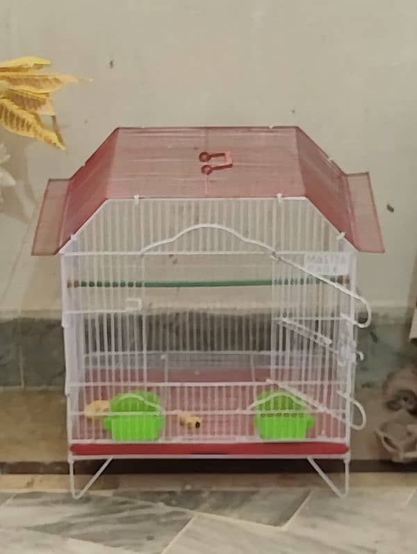 Beautiful Pair of Parrots with Cage for Sale CallWhatapps 0311-8282921 5