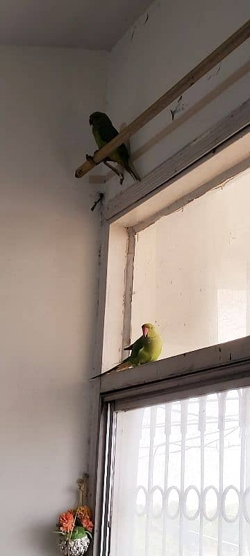 Beautiful Pair of Parrots with Cage for Sale CallWhatapps 0311-8282921 6