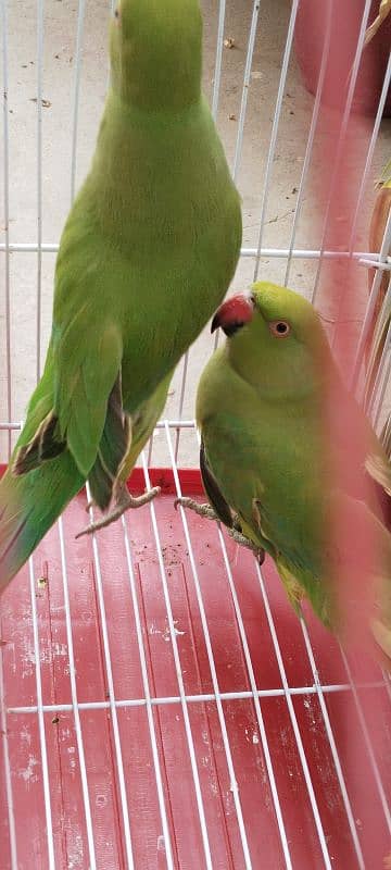 Beautiful Pair of Parrots with Cage for Sale CallWhatapps 0311-8282921 7