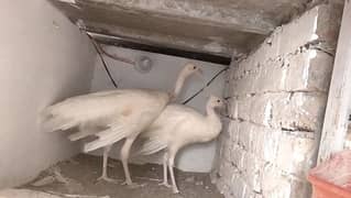 male female white rang peacock