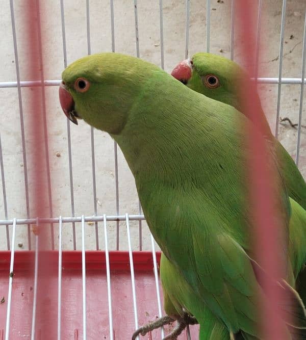 Beautiful Pair of Parrots with Cage for Sale CallWhatapps 0311-8282921 0