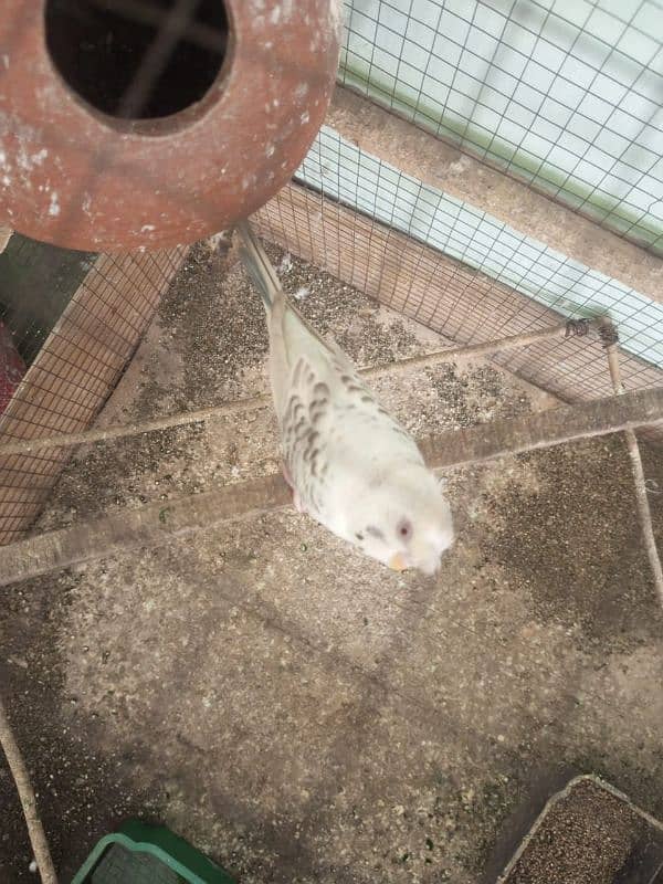 budgie 4