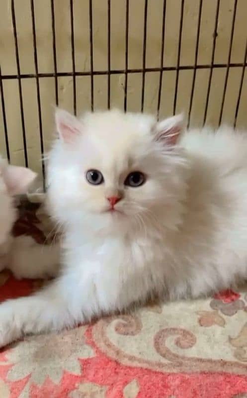 Persian cat for sale vaccine clear my WhatsApp 0329=4113=492 2