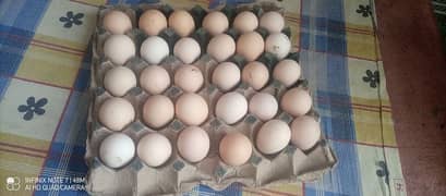 organic feed par palay egg