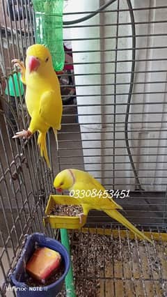 yellow ringneck pair