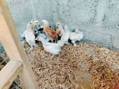 Buff Cochin chicks 0