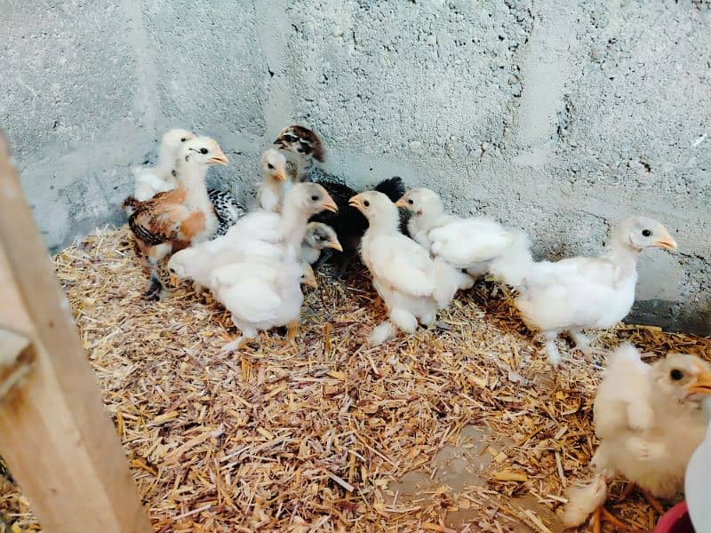 Buff Cochin chicks 1