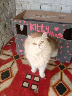 Persian Cat Female Tripal cot