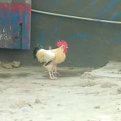 4 hens ik murgha gai