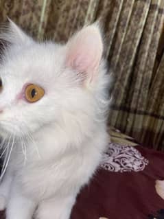 Persian cat 6 months age 03119842216 whatsapp 0