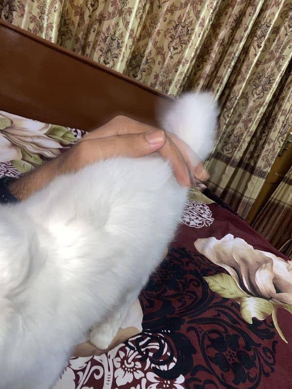 Persian cat 6 months age 03119842216 whatsapp 2