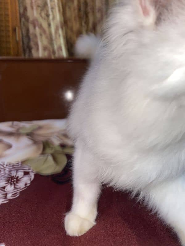 Persian cat 6 months age 03119842216 whatsapp 3