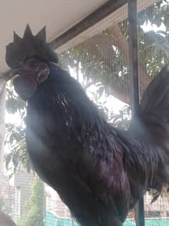 Ayam cemani Male , Polish Male , Phoenix male for sale