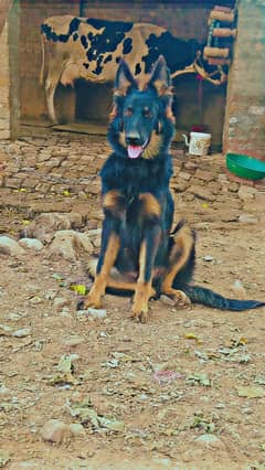 German shepherd nice dog for sale