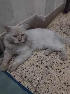 Persian cat male for sale whatsapp nbr: 03122366746