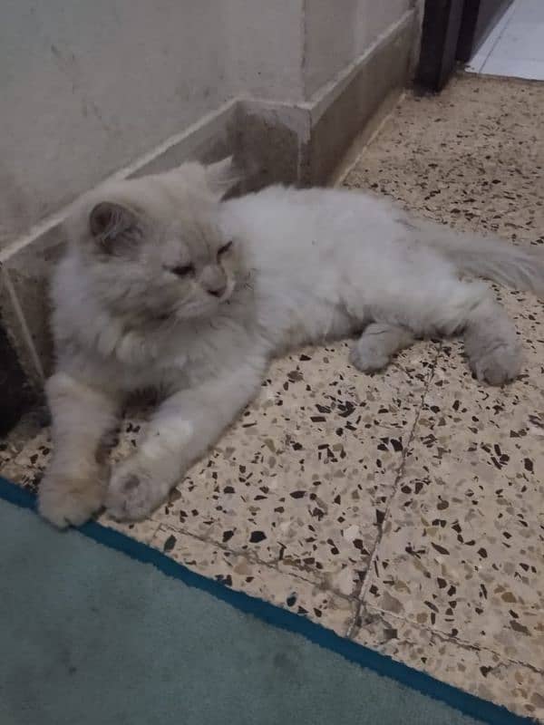 Persian cat male for sale whatsapp nbr: 03122366746 1