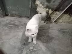 white persion cat