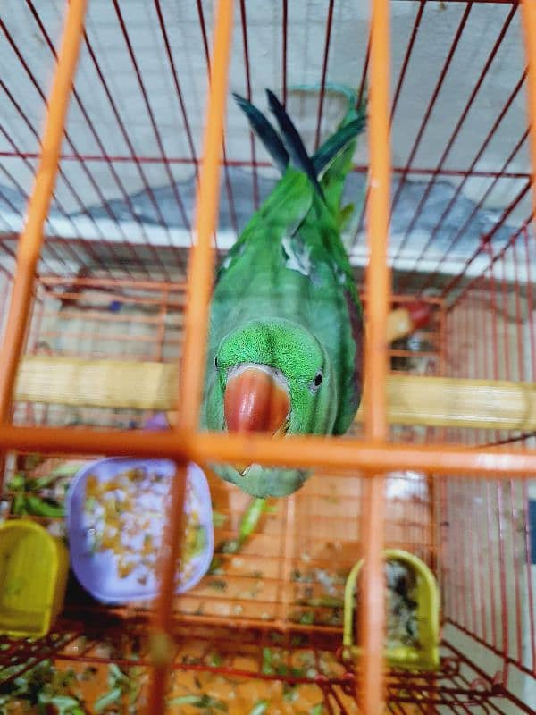 9Month RAW Orignal Parrot For Sale @Home 3