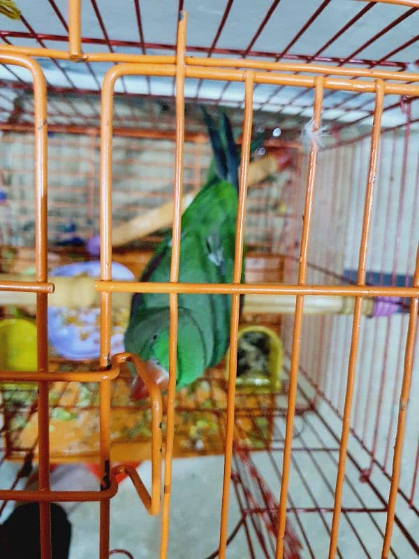 9Month RAW Orignal Parrot For Sale @Home 4