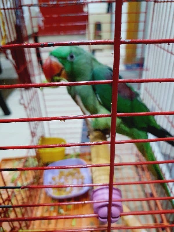 9Month RAW Orignal Parrot For Sale @Home 5