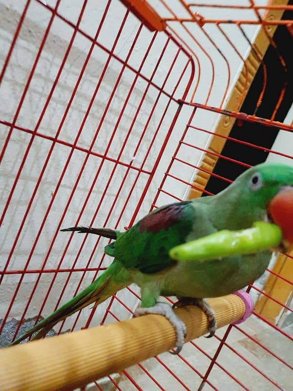 9Month RAW Orignal Parrot For Sale @Home 6