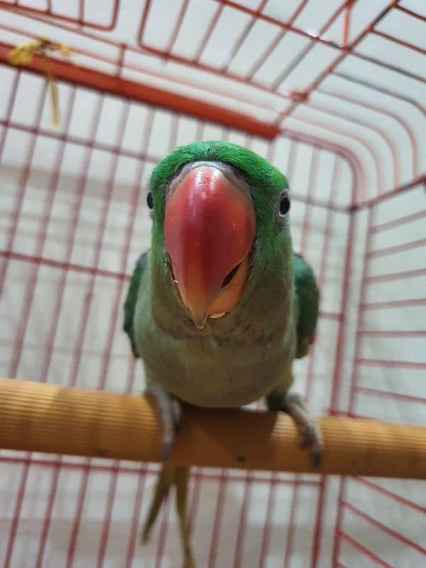 9Month RAW Orignal Parrot For Sale @Home 8