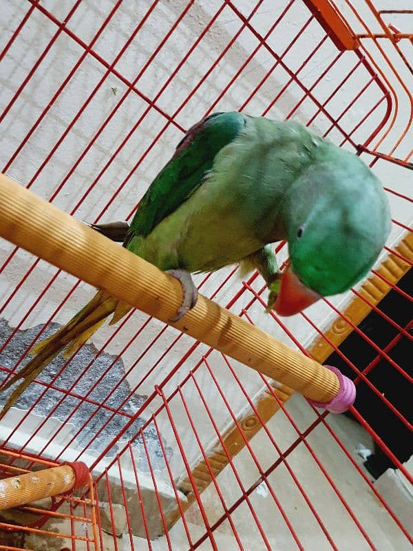 9Month RAW Orignal Parrot For Sale @Home 9