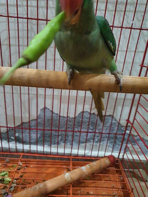 9Month RAW Orignal Parrot For Sale @Home 10