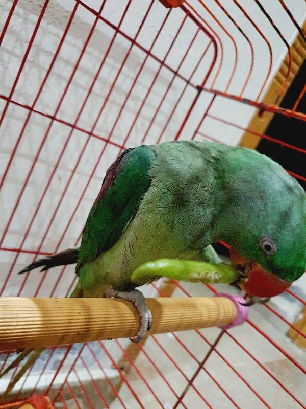 9Month RAW Orignal Parrot For Sale @Home 13