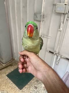 Pahari parrot