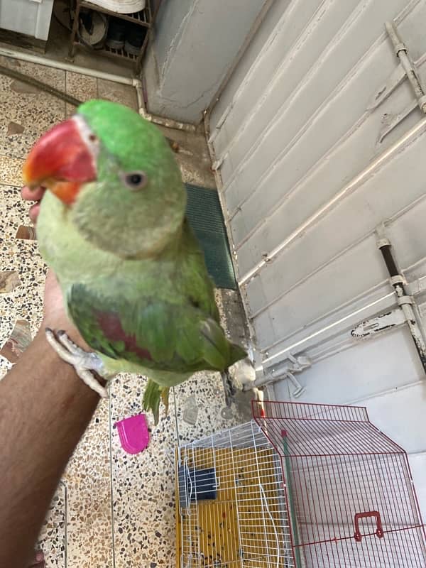 Pahari parrot 1