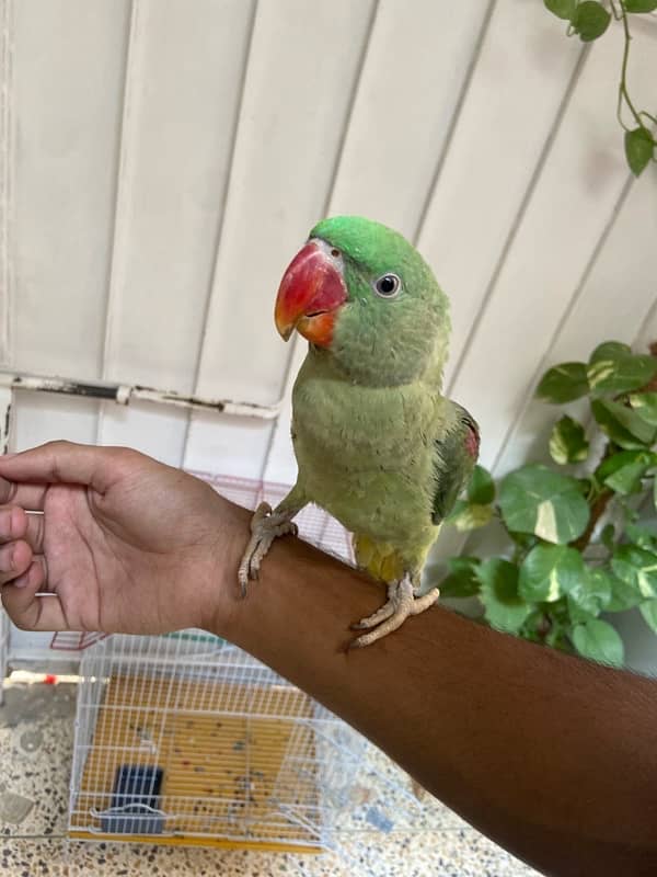 Pahari parrot 2