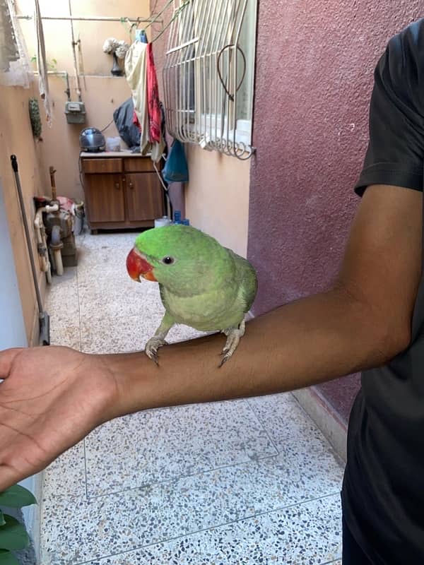 Pahari parrot 3