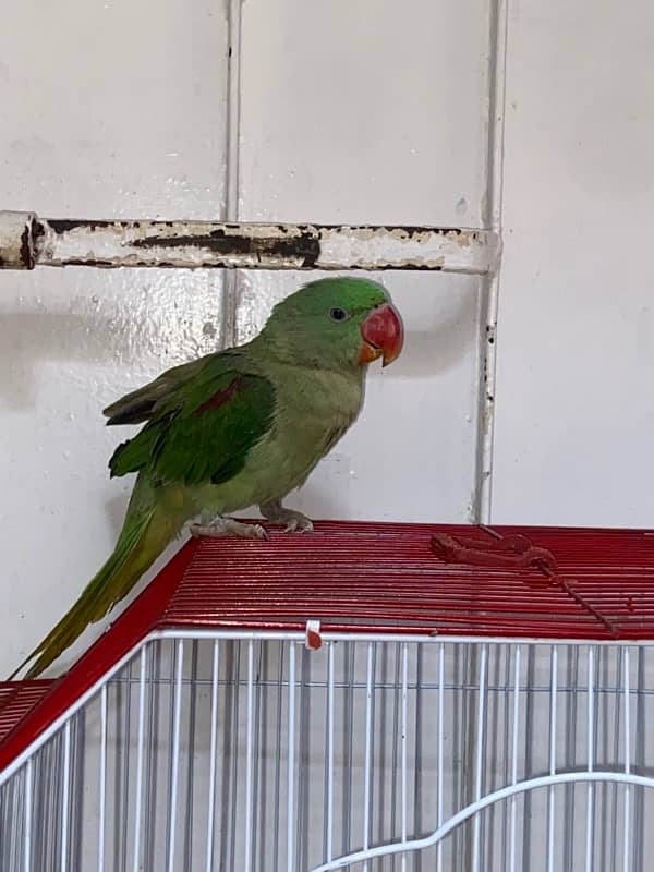 Pahari parrot 4