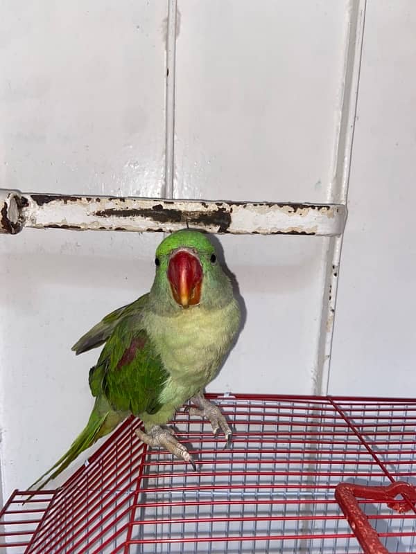 Pahari parrot 5