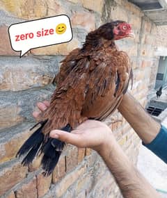 Aseel zero size