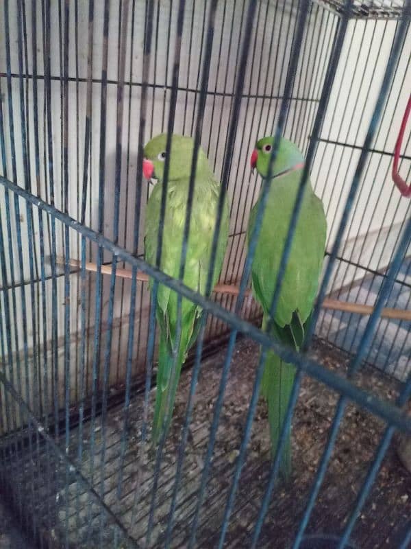 ringneck Ka laga WA pair he 0