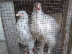 1 White Heavy Cochin (Frizzle),1 White Heavy cochin (simple) Female.